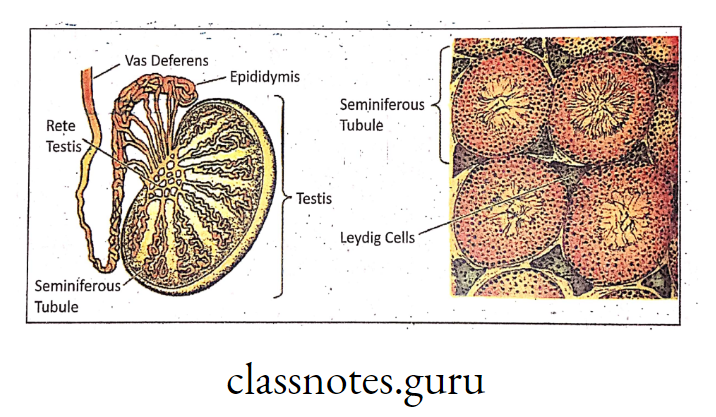 Internal structure of human testis Seminiferous tubule and leydig cells