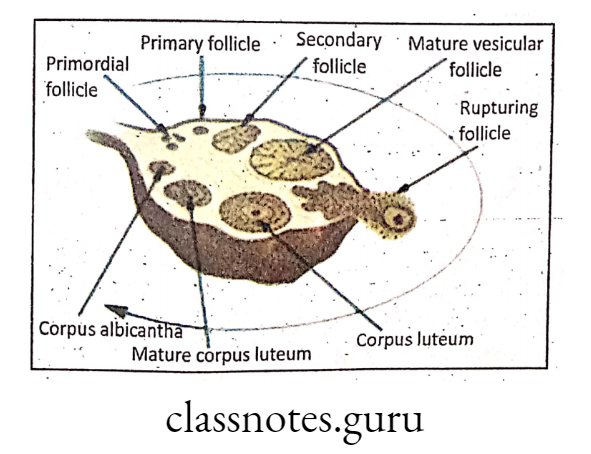 Internal structure of ovary