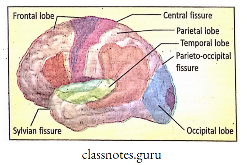 Lateral view of Left Cerebral Hemisphere