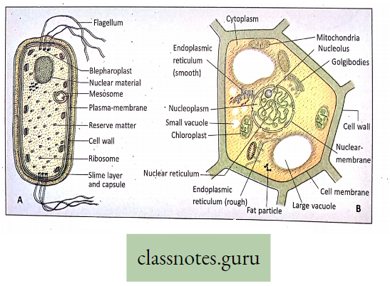 Levels Of Organization Of Life Bacterial Prokaryotic cell And Eukaryotic Cell