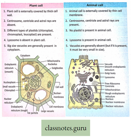 Levels Of Organization Of Life Basic Difference Between Plant Cell And Animal cell