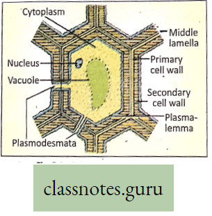 Levels Of Organization Of Life Cell Wall And its Differnt Parts
