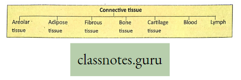 Levels Of Organization Of Life Classification Of Connective Tissue
