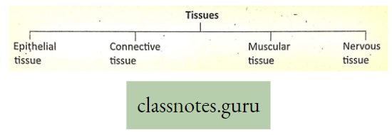 Levels Of Organization Of Life Classification Of animal Tissue