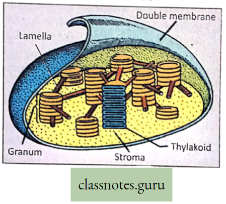 Levels Of Organization Of Life Diagram Of Chloroplast