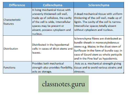 Levels Of Organization Of Life Difference Between Collenchyma And Sclerenchyma