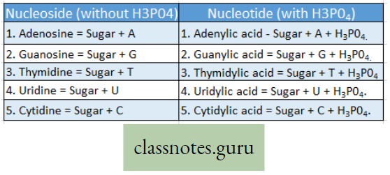 Levels Of Organization Of Life Difference Between Nucleoside 