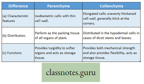 Levels Of Organization Of Life Difference Between Parenchyma And Collenchyma