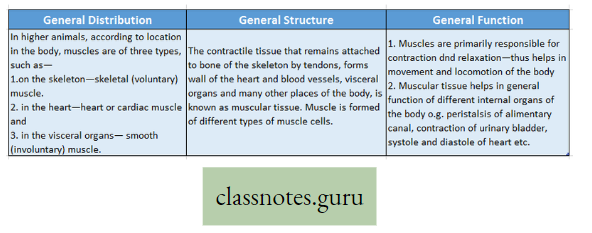 Levels Of Organization Of Life Difference Muscular Tissue