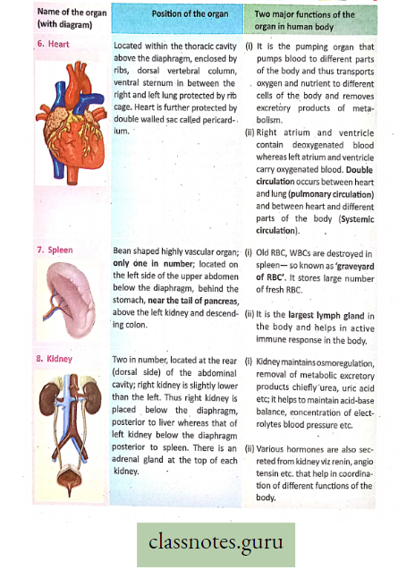 Levels Of Organization Of Life Different Organs in Man and Major Functions Of each Organ Heart