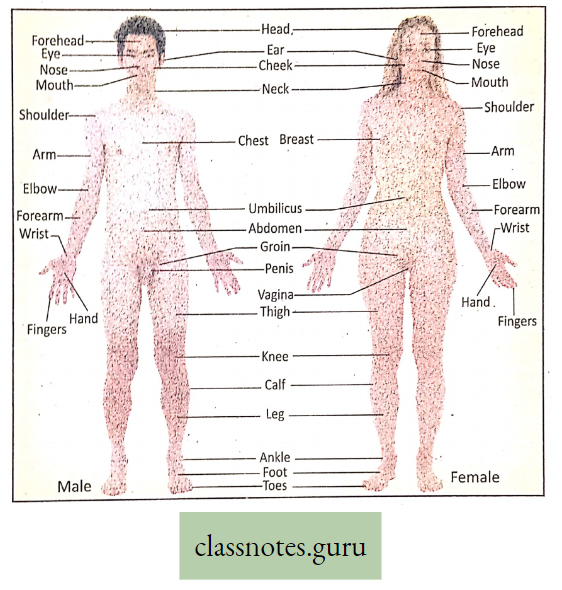 Levels Of Organization Of Life Different external partes of human body of male and female