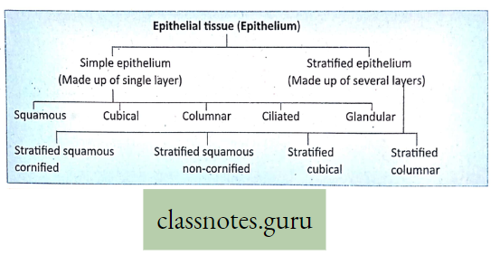 Levels Of Organization Of Life Epithelial Tissue