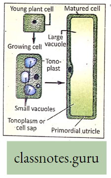Levels Of Organization Of Life Formation Of a Plant Cell