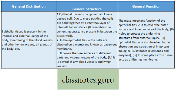 Levels Of Organization Of Life Generals Of Epithelial Tissue