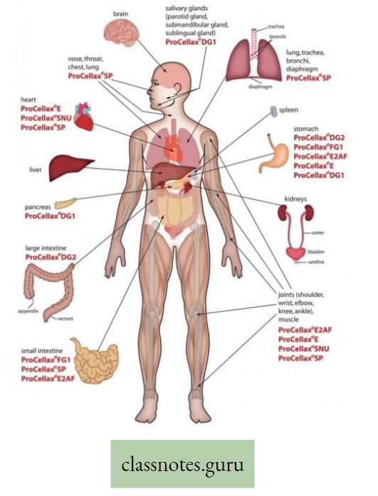 Levels Of Organization Of Life Location Of Different Internal organs in Human Body