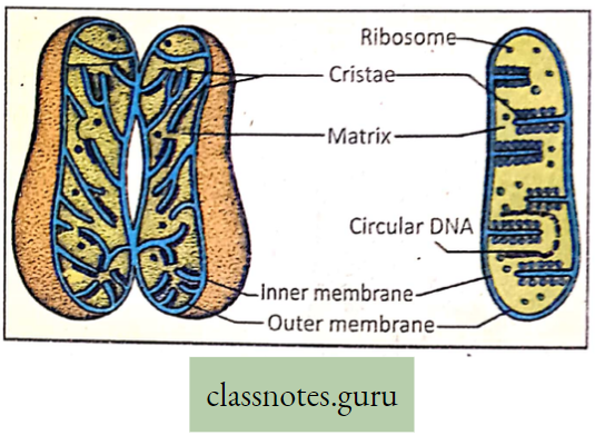 Levels Of Organization Of Life Mitochondrion