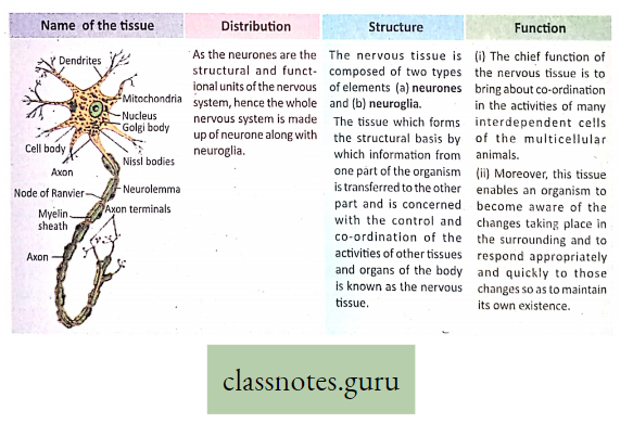 Levels Of Organization Of Life Nervous Tissue.png