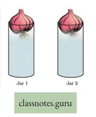 Levels Of Organization Of Life Observe the growth of toots in onion bulb of jar 1 and jar 2