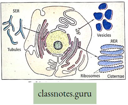Levels Of Organization Of Life Parts Of Endoplastic Reticulum