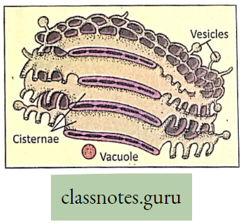 Levels Of Organization Of Life Parts Of Golgi body