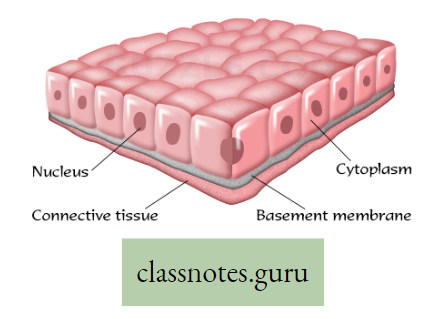 Levels Of Organization Of Life Stratified Cubical Epithelial Tissue