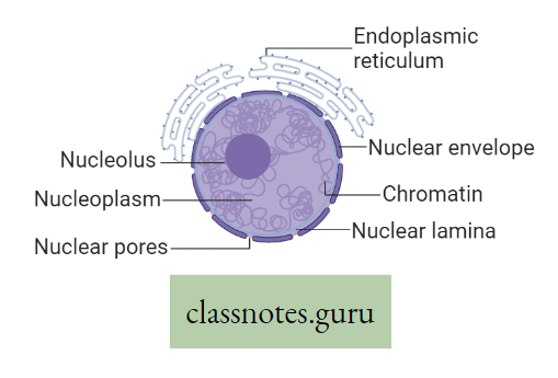 Levels Of Organization Of Life Structure OF Nucleus
