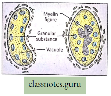 Levels Of Organization Of Life Structure Of Lysosomes