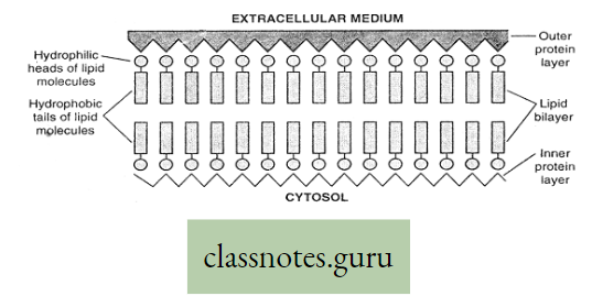 Levels Of Organization Of Life Structure Of the Unit Membrane Of Roberston