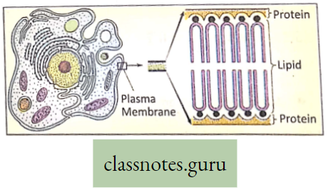 Levels Of Organization Of Life Structure of Cell plasma membrane