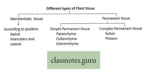 Levels Of Organization Of Life different types Of Plant Tissue