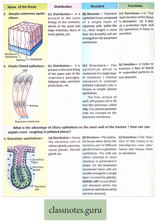 Levels Of Organization Of Life simple Columnar Epithelial Tissue