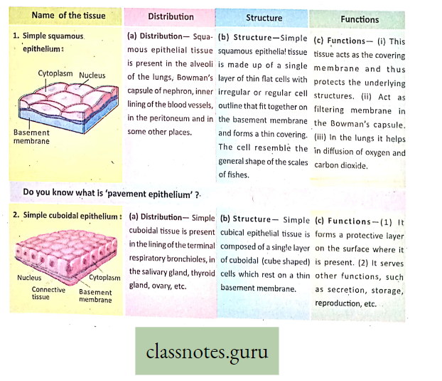 Levels Of Organization Of Life simple Epithelial Tissue