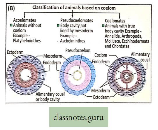 Life And Its Diversity Classification Of animals based on Coelom