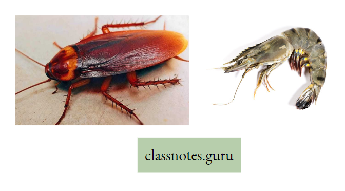 Life And Its Diversity Diagram Of Cockroach And Tiger Prawn
