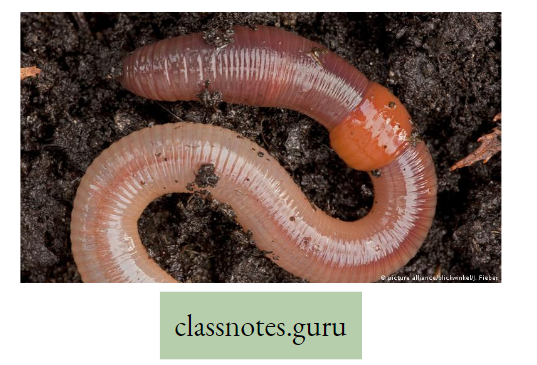 Life And Its Diversity Diagram Of Earth worm And Leech