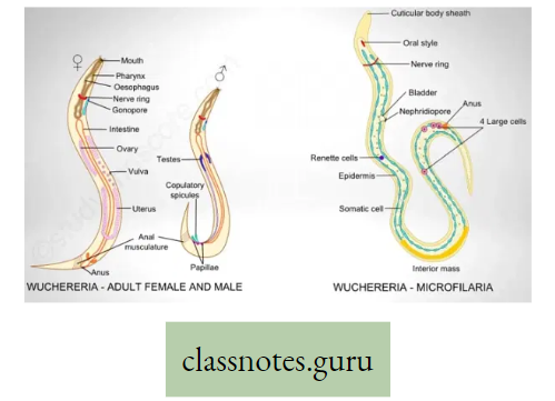 Life And Its Diversity Diagram Of Filaria Worm