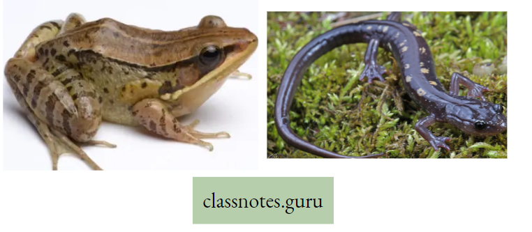 Life And Its Diversity Diagram Of Frog And Salamander