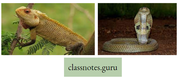 Life And Its Diversity Diagram Of Garden Lizard And Cobra