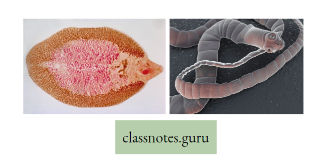 Life And Its Diversity Diagram Of Liver Fluke Tape worm 
