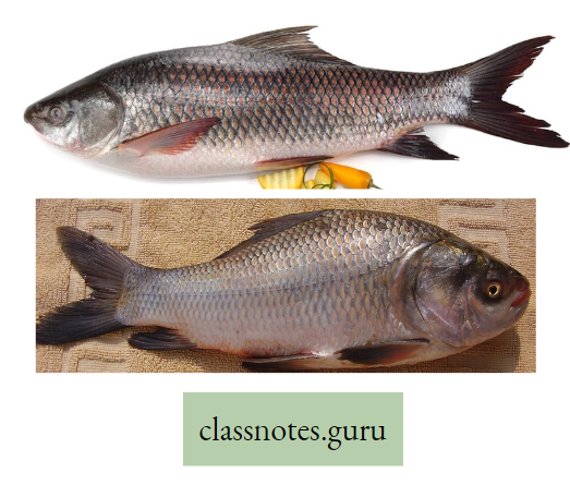 Life And Its Diversity Diagram Of rahu Fish And Katla Fish