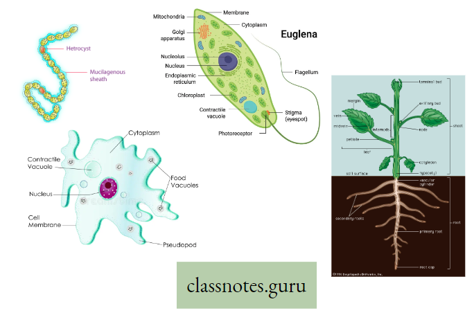 Life And Its Diversity Different Types Of Angiosperm plant