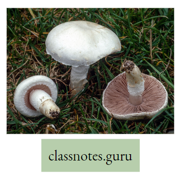 Life And Its Diversity Fungi Agaricus Edible Fungus