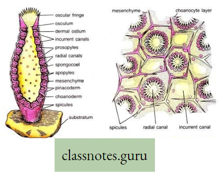 Life And Its Diversity Structure Of Sponges