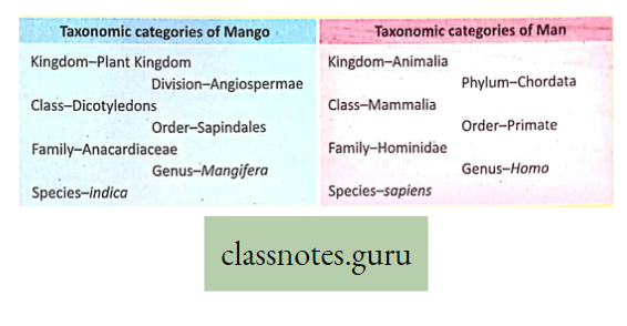 Life And Its Diversity Taxonomic CategoriesIf Mango and Man