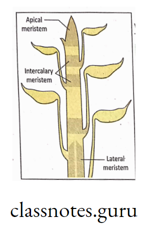 Location of different meristematic tissue in plant.