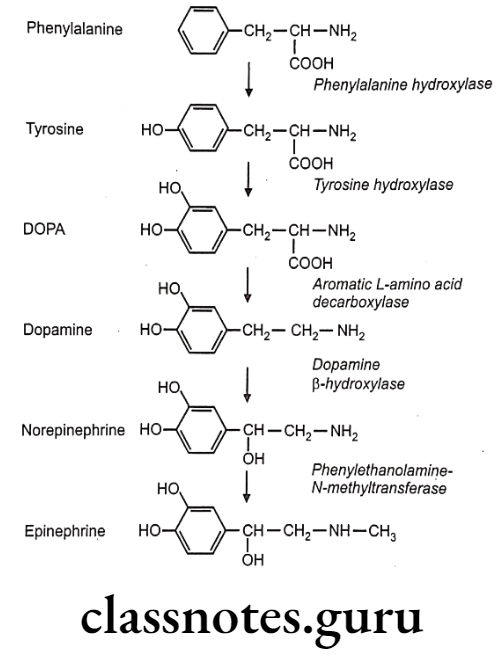 Medical Chemistry Drugs Acting On Autonomic Nervous System Biosynthesis of Catecholamines