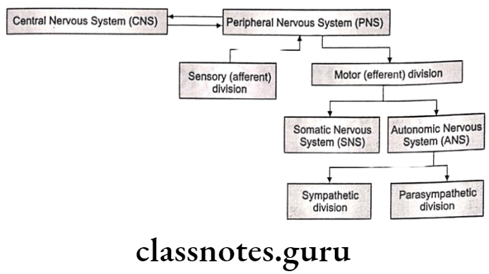 Medical Chemistry Drugs Acting On Autonomic Nervous System Central Nervous System