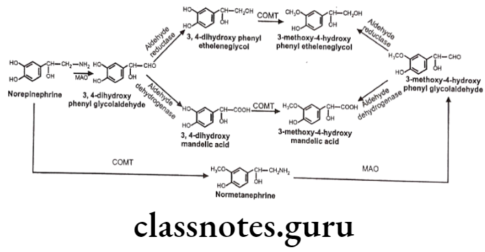 Medical Chemistry Drugs Acting On Autonomic Nervous System Metabolism of Catecholamines