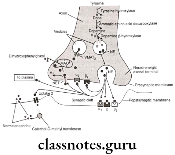 Medical Chemistry Drugs Acting On Autonomic Nervous System Neurotransmitters from adrenergic nerves