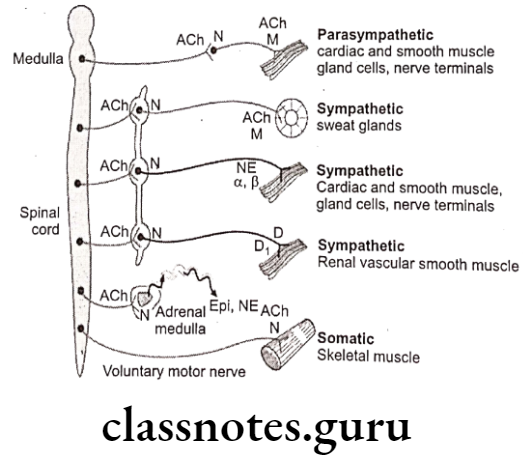 Medicinal Chemistry Drugs Acting On Autonomic Nervous System 2 Autonomic Nervous System